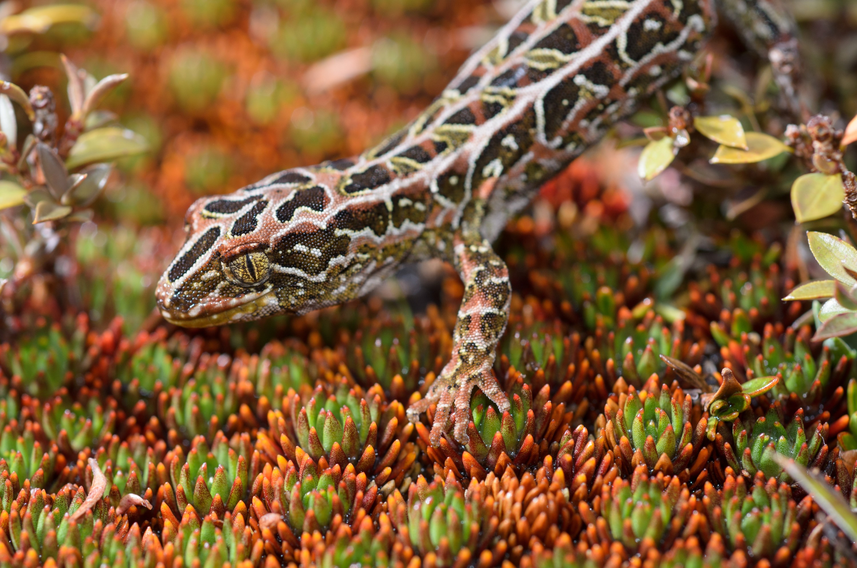 DSC_2802 – Adventure, Crispin, Hoplodactylus, Island, March 2017, National Park, New, New Zealand, Rakiura, South, Stewart, Tukutuku rakiurae, Zealand, amazing, gecko, harlequin gecko, rare, stunning